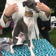 Vee the Italian greyhound